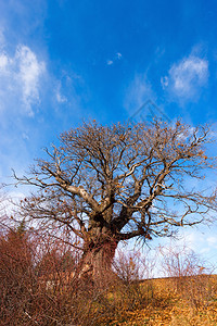 Castaneasativa冬天的栗子树图片