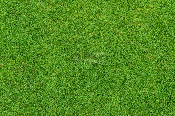 高尔夫球场美丽绿草图案的背景和质地图片