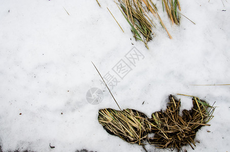 下雪的冬天晚上香蒲图片