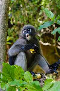 暗黑叶猴或Trachypithecusob背景图片