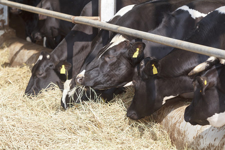 在农场饲养奶牛背景图片