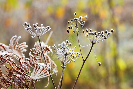 有白霜的秋天植物图片