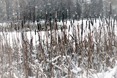 雪冬的草木图片