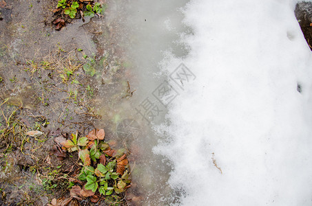 在绿草上融化的雪融化的雪水中的第一朵春天番红花雪融化城市道路上积图片