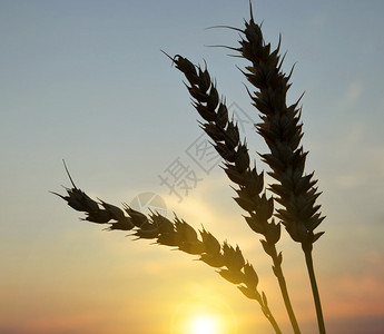 夕阳下麦穗的剪影图片