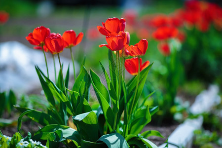春天五颜六色的郁金香红色的郁金香被阳光照亮浅景深图片