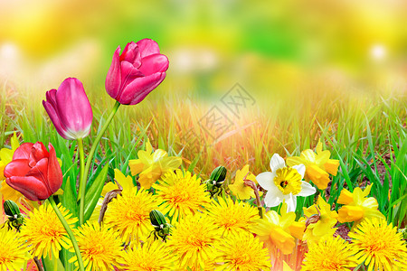春地美丽的春花水仙子图片