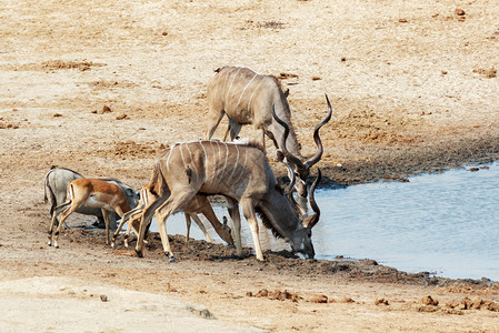 在博茨瓦纳Hwankee公园的泥坑水中饮用kuduantelop图片