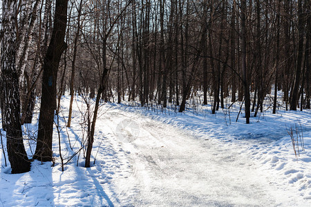 阳光明媚的冬日雪林图片