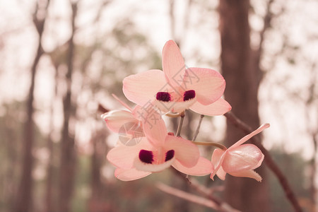 森林中的石斛兰花背景图片