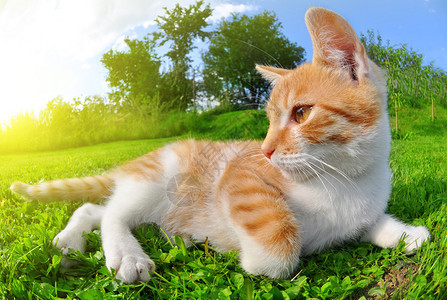躺在草地上的猫图片