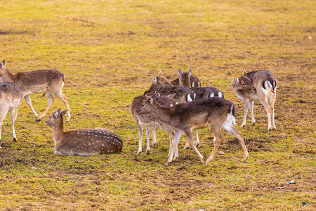 在动物园里拍摄的鹿群背景图片