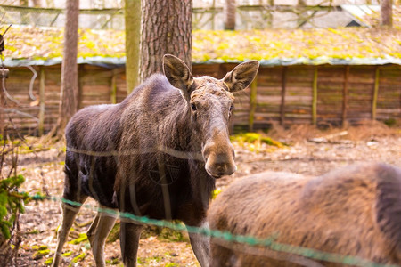 Moose肖像Moose在图片