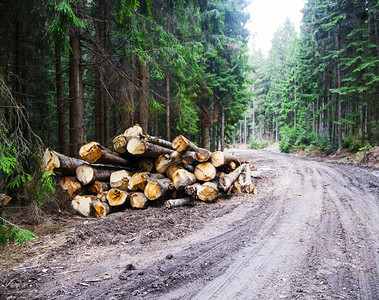 砍伐森林砍伐的树木放在林道的一侧图片