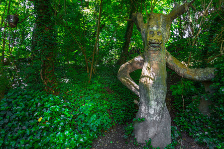 森林中树的人形图片