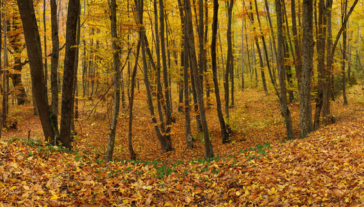 以秋天的森林为背景秋天的风景图片
