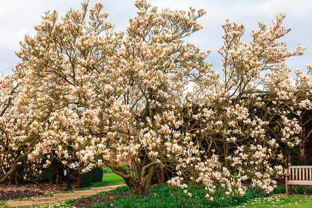 春天花园里的大老粉玉兰树图片