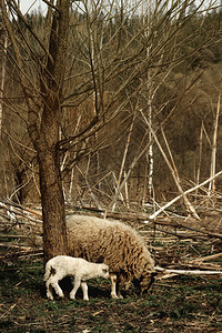 可爱的绵羊和羔羊在乌克兰山区的森林里吃草图片