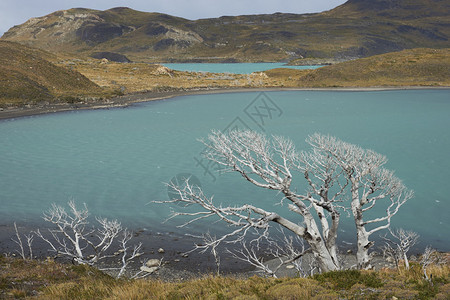 智利麦哲伦地区TorresdelPaine公园荒野中的LagoNordenskjold被风吹图片