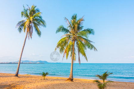 美丽的热带海滩和海边的椰子树图片