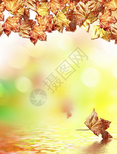 秋叶的抽象背景秋叶的秋叶在白色图片