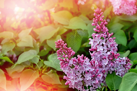 春天的风景美丽的丁香花的芬芳枝图片