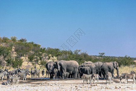 非洲纳米比亚北部Etosha公园野生动物分布图片