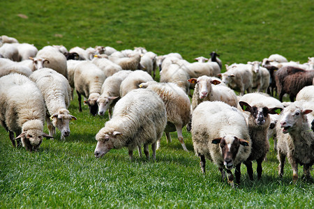 绵羊放牧在绿色的草原上春天的田野和草地图片