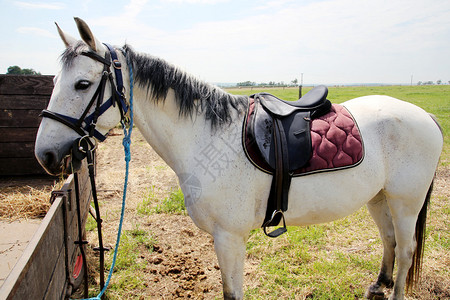 马背上用于马术运动的皮革马鞍图片