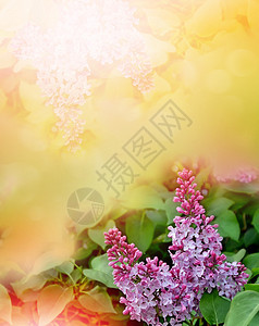 春天的风景美丽的丁香花的芬芳枝图片