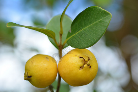 树上种出两颗通常称为Katleyguava草莓guava或樱桃g图片