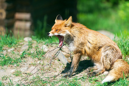 红狐狸张开了嘴图片
