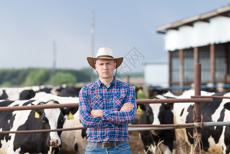 牛仔和奶牛一个在畜牧农场图片