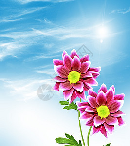 在蓝天白云的背景下五颜六色的美丽秋菊花图片