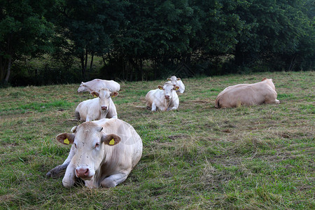 奶牛在牧场吃草图片
