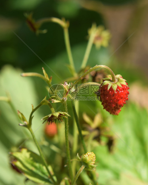 绿色花园绿茎上的野小草莓图片