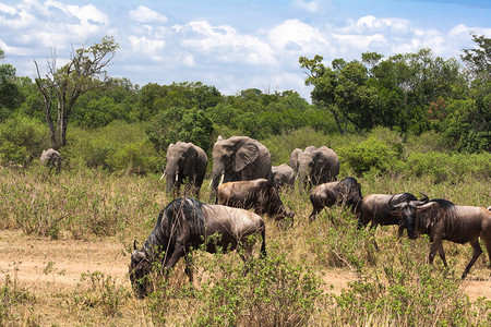 大象一家去肯尼亚非洲图片