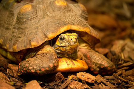 荒野中的乌龟背景图片