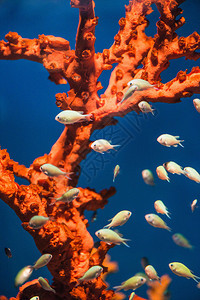 小热带鱼在火珊瑚周围游动图片