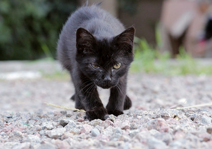 无家可归的小猫感染了猫疱疹猫鼻气管炎或衣原体病鹦鹉热衣原体图片