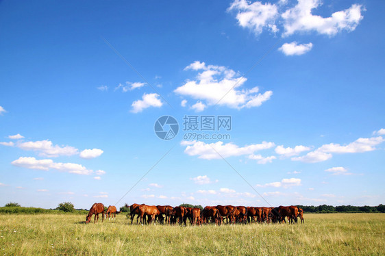 在蓝天背景下在夏草原上和平地共渡蜜月之图片