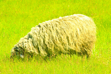 牧草的绿草上有绵羊图片