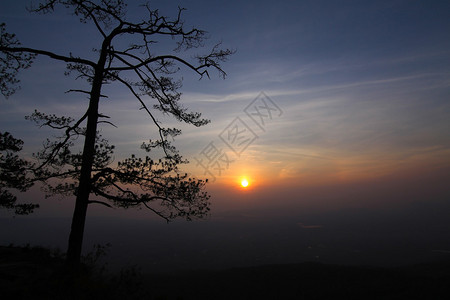 夕阳下的树影图片