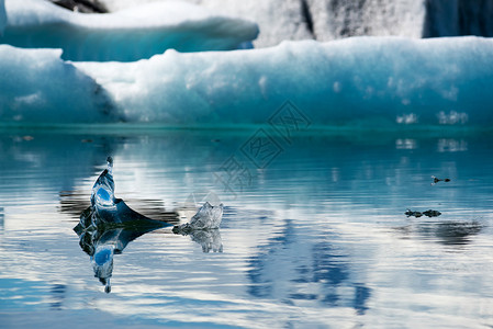 冰岛Jokulsarlon环图片