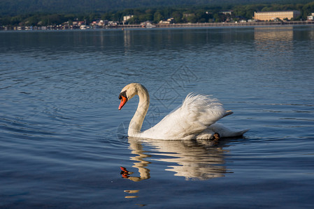 湖上的白天鹅图片