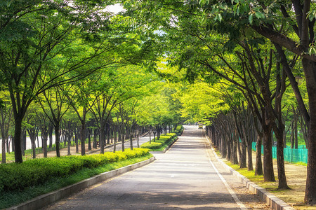 公园大树条的自行车路图片