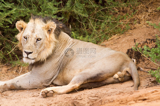 肯尼亚狮子Tsa图片