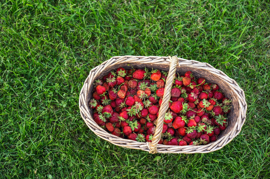 一大篮草莓在绿草本底的草莓图片