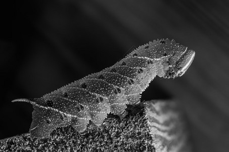 Smerinthuscaecus毛虫爬图片