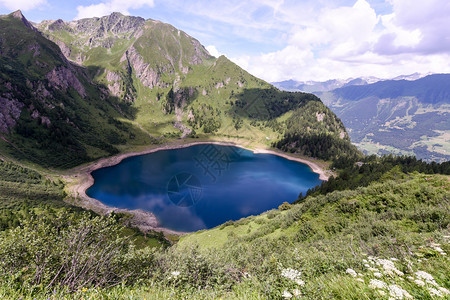 高山火绒草瑞士阿尔卑斯山提契诺州Ticino的背景